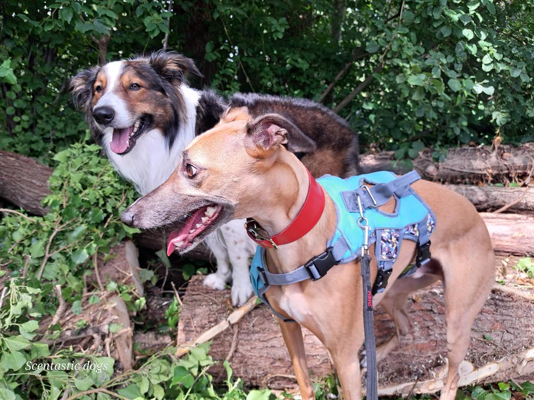 Brucy and Clarkey on trees