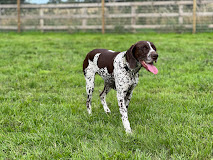 Understanding Your Dog’s Body Language